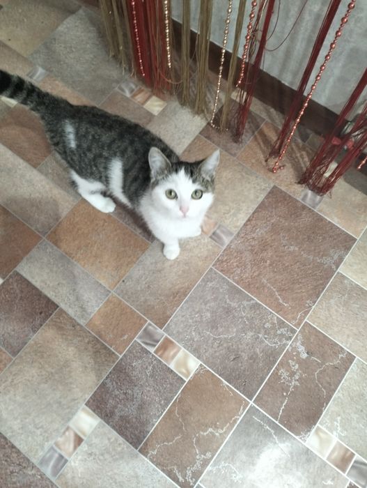 Отдам кошку в добрые руки