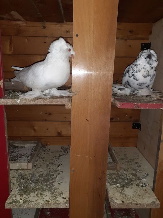 Porumbeii Toboșari germani