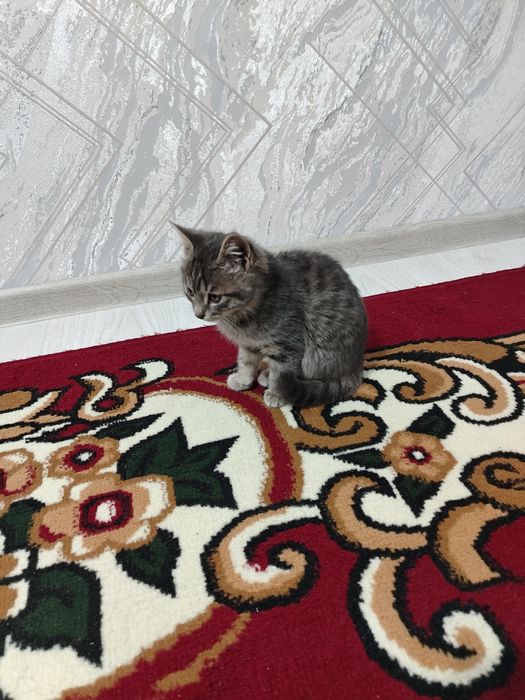 Yaxshi qaraydiganga mushuk bolasi beriladi