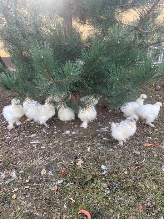 Păsări ornamentale  și de folos!