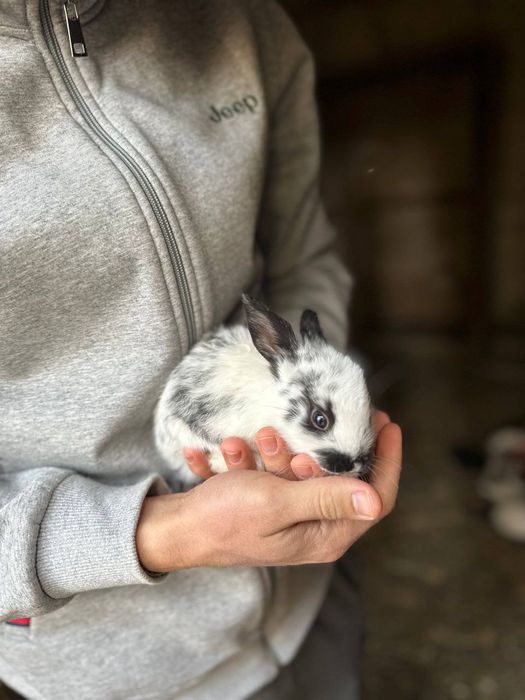 Arzon narxda Quyon va quyon bolalari