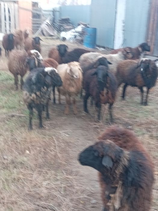 Продам секов 15 голов