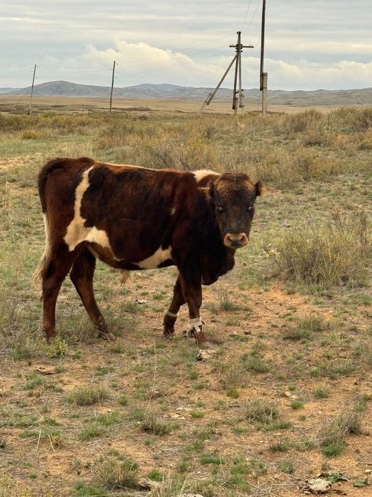 Продаю бычков 36 голов