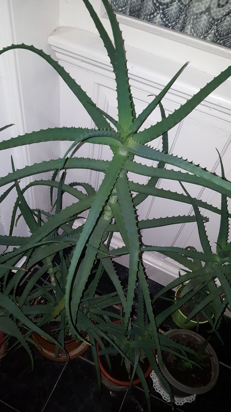 Aloe vera medicament lastar