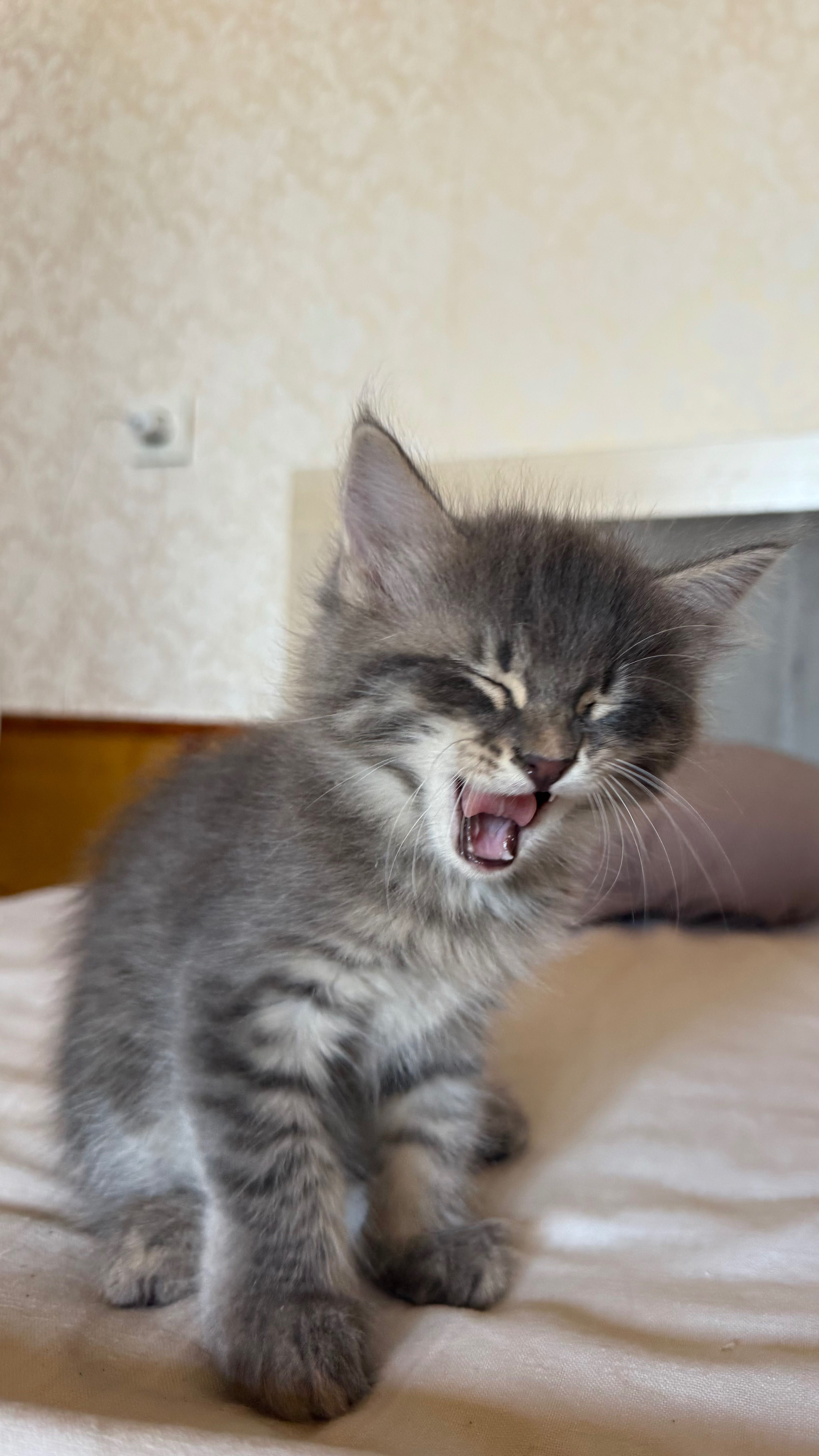 Котята домашние в хорошие руки