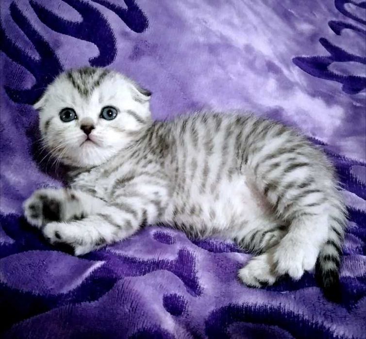 Скотиш фолд skotish fold вислоухий CHOKO SHOKOLAD безторга