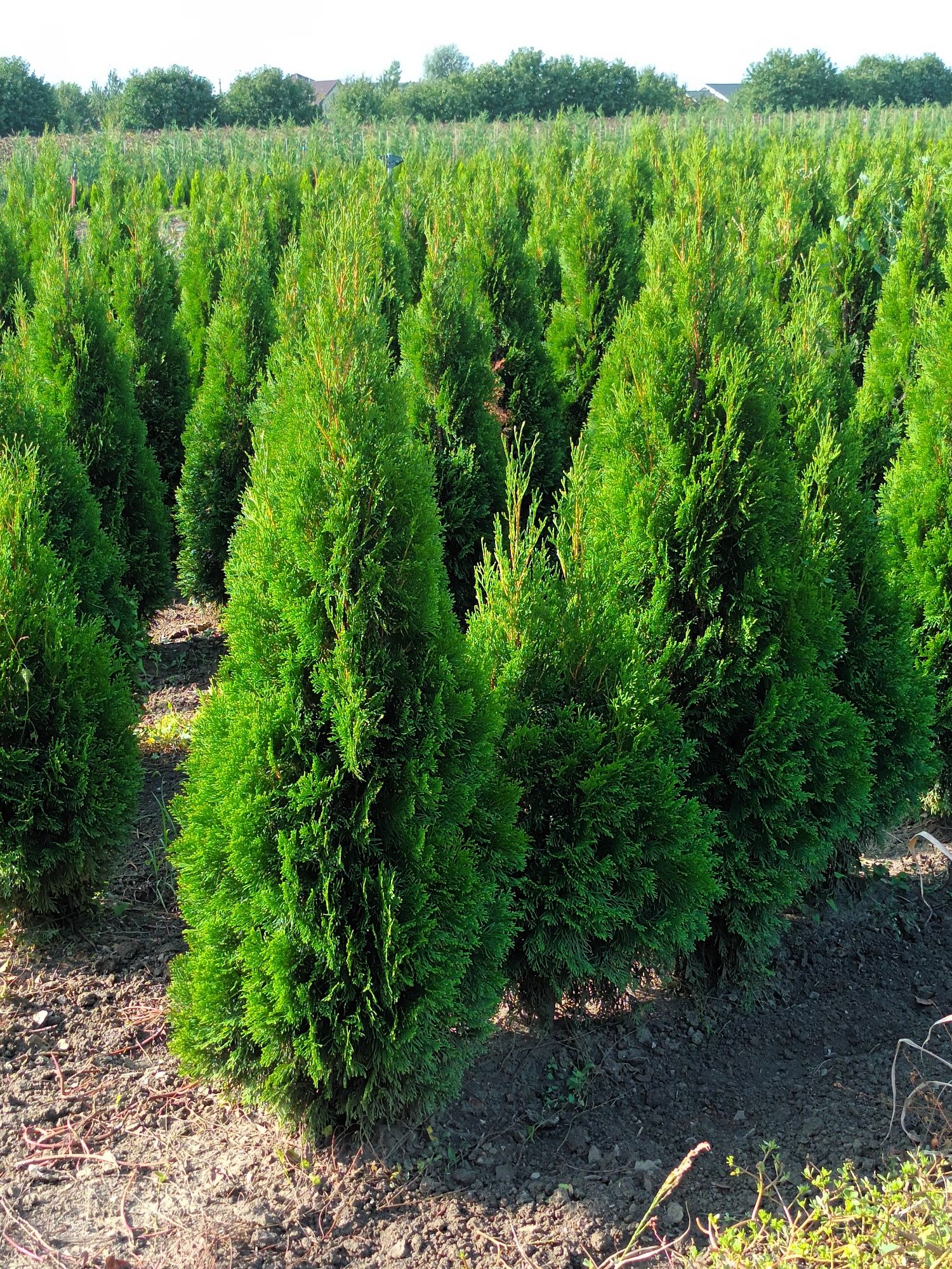 Vând brazi tuia thuja smaragd Magnolia Mesteacăn