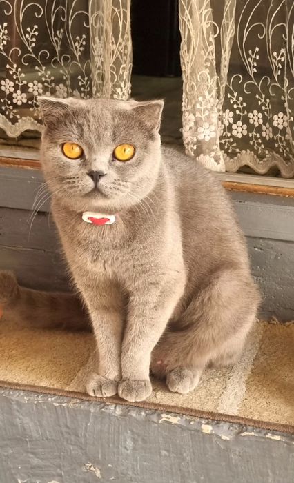 Продаётся срочно кошка Британская