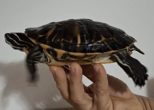 Două țestoase de vânzare! 
Sunt drăguțe, liniștite și ușor de îng