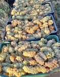 Struguri de vin