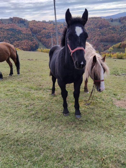 Vand mânz de 4 luni