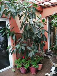 Vand ficus de 3,5m