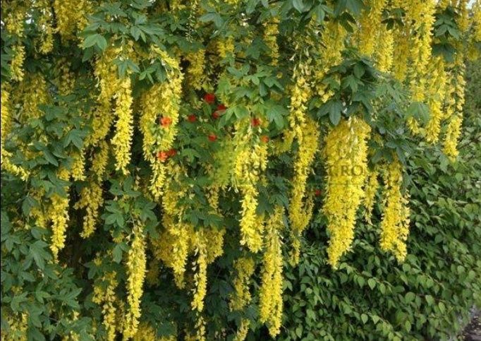 Glicină Wisteria Diferite culori