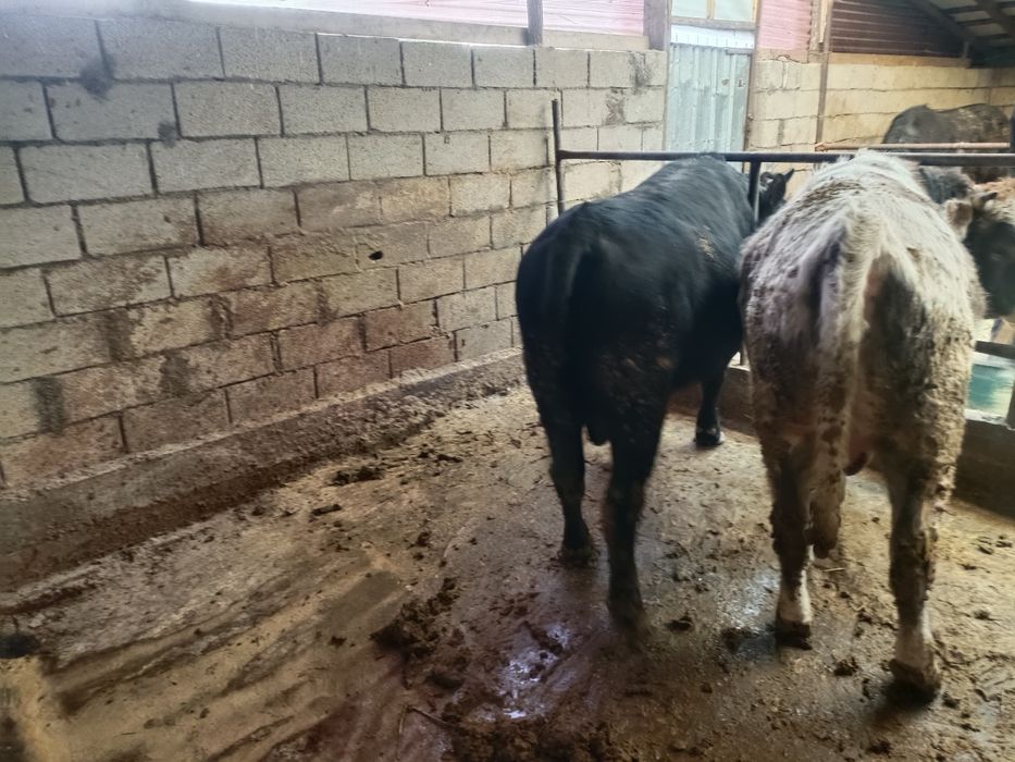 Етке арналған семіз бұқалар