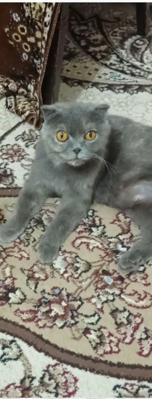 Отдам кошку даром