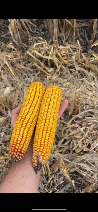 Porumb boabe de vanzare