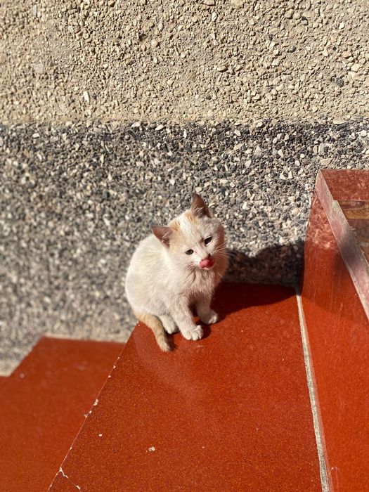 2 котёнка , милые красивые