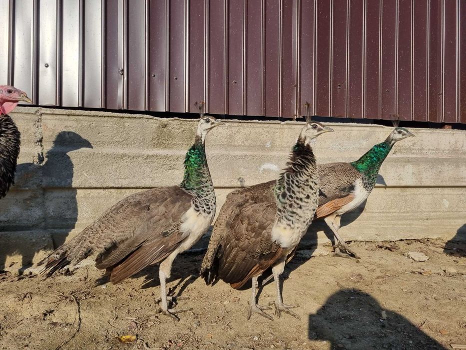 Pui pauni indian blue si violet(doar baieti)