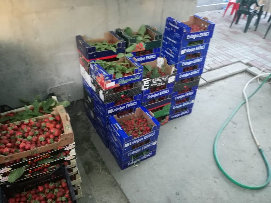 Căpșuni stoloni, PRODUCĂTOR. plantare 1 Martie - 1 Mai.