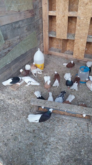 Продавам белослатински белоглави гълъби