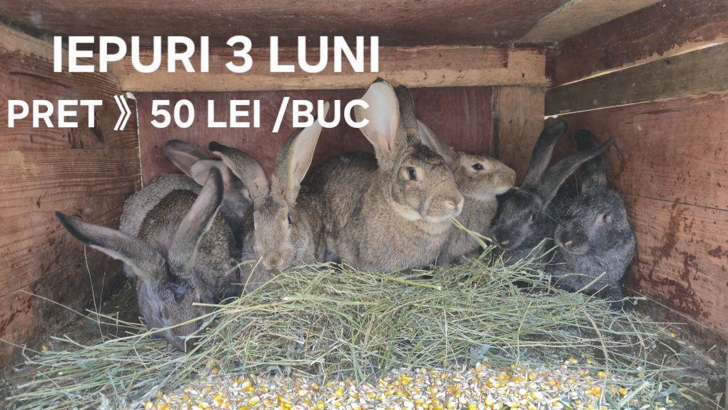 Iepuri Soi Mare Arad