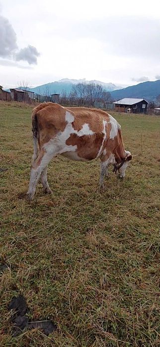 Juninci gestante de vânzare