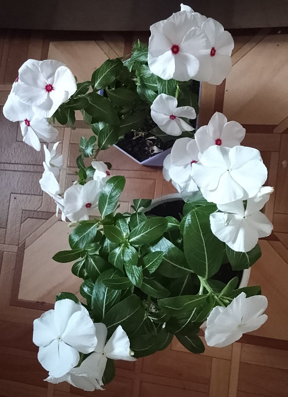Катарантус продаю.