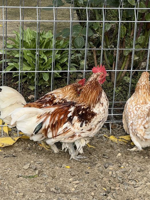 Vand doi cocosi mii de flori