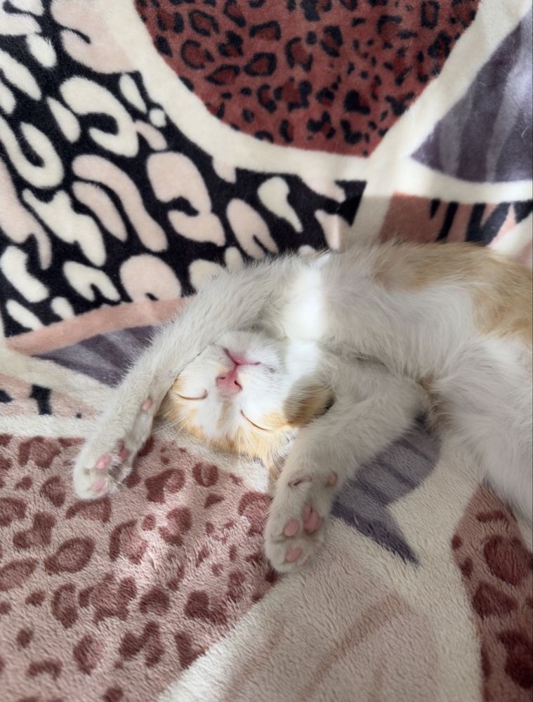 Mushukchani beraman / Отдам в добрые руки котёнка