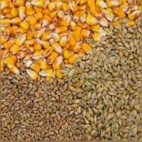 Зерно, пшеница, кукуруза, ячмень, комбикорма