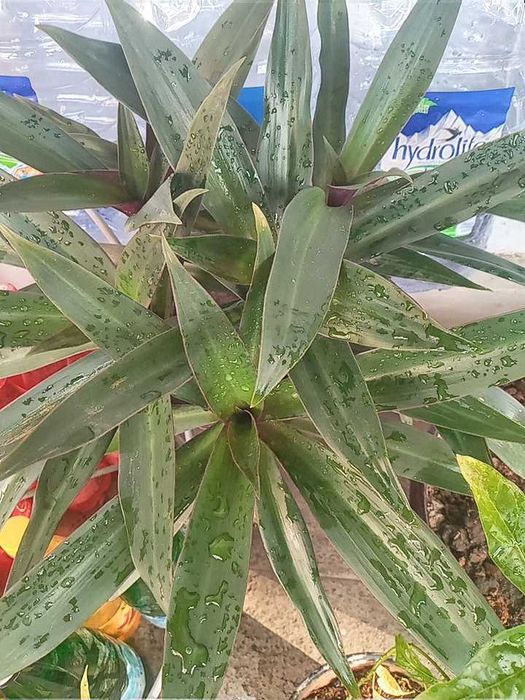 Крассула, кливия, алоэ вера, папоротник, мушканбар гули кучатлари