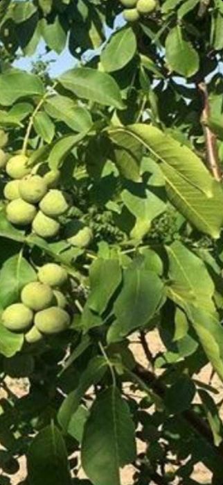 Afin Duke.Aluni micorizati.Nuci altoiti.Ciresi/Gisella Paulownia.Prun