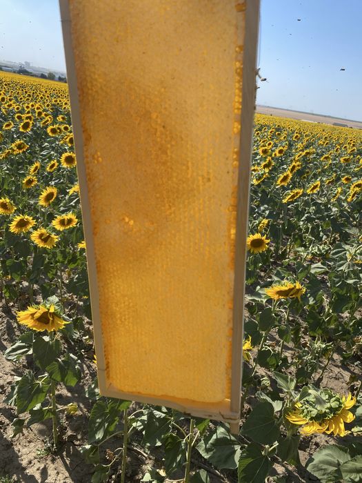 Miere poliflora en-gros