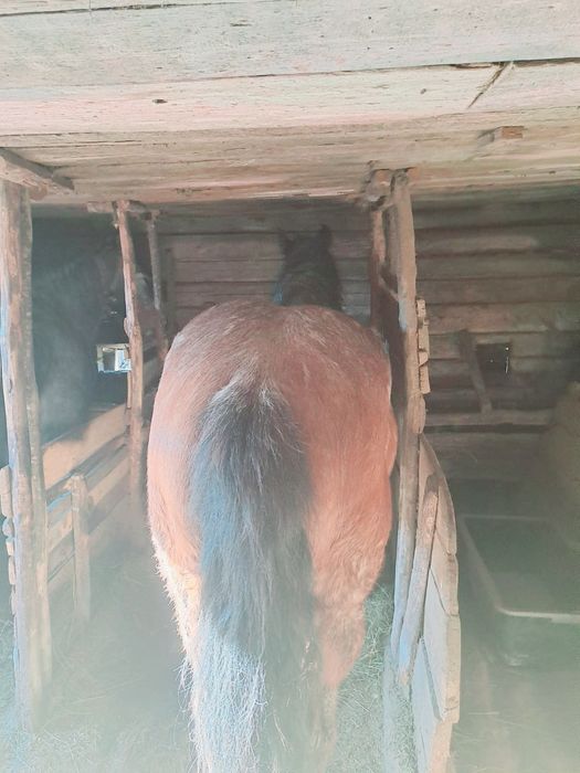 Ofer cai spre vanzare