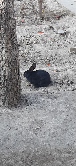 Quyonlar erkak ayoli