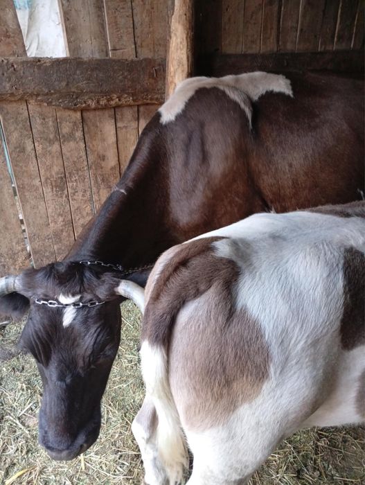 Vand vaci si vitei,viteii ii tai si ii vand si in carcasa..