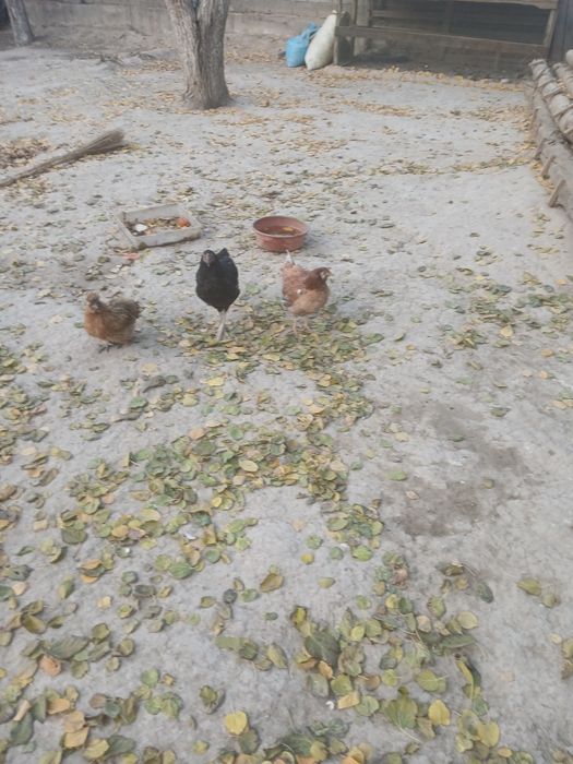 Домашние животные товуклар