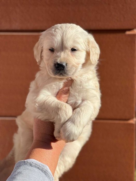 Голдън ретривър момче