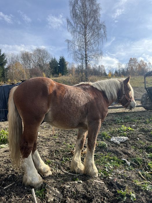 Vând armasar sau schimb cu iapa