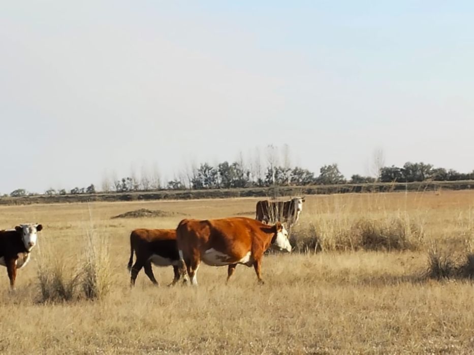 Продам корову 5 лет жирная торг не большой