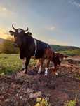 Vaca cu vitel tauras