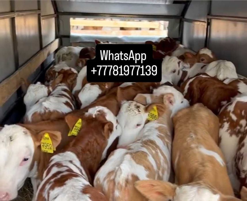 Продам бычки телята тёлочки