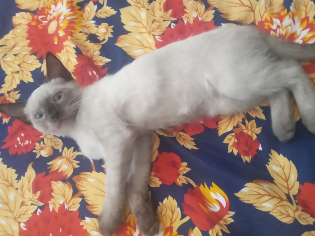 Сиамский кот  , пол мужской, ещё маленький ,любит играть .