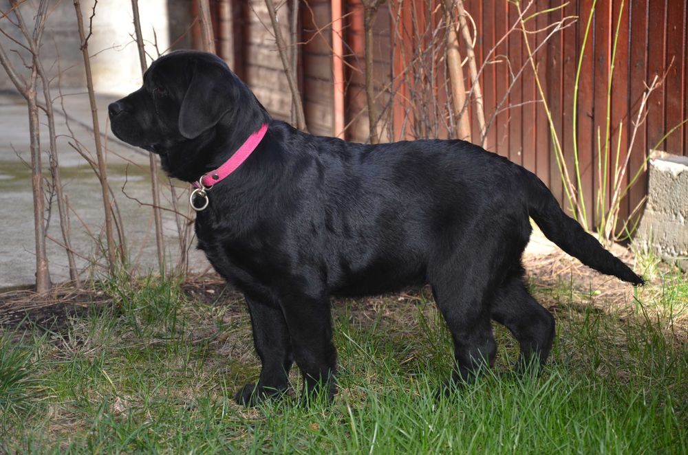 Femela neagra de Labrador Retriever cu Pedigree A, 6 luni