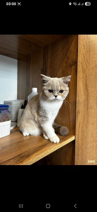 Продам кошку породистую