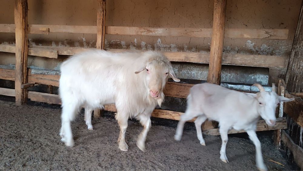 Срочно така сотилади