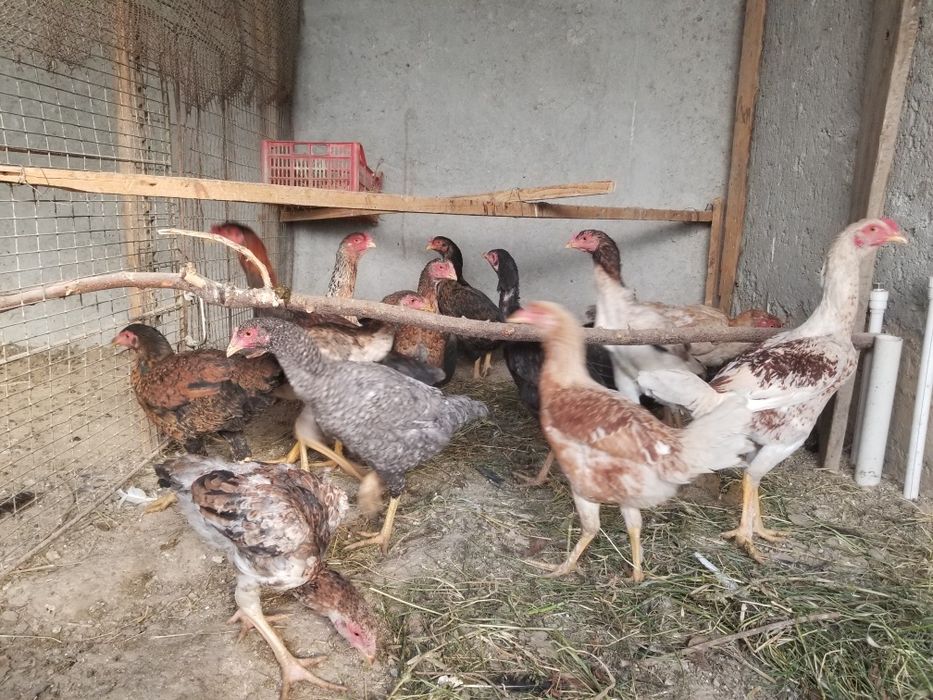 Dakan tovuq xorozlar