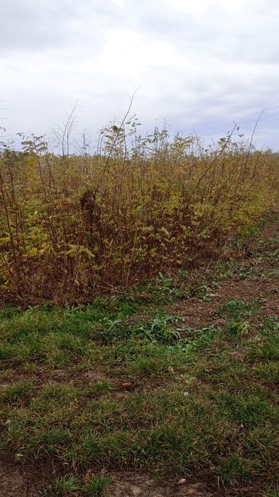 Puieți salcâm frasin fag carpen ulm plop mesteacăn brad molid Tei arin