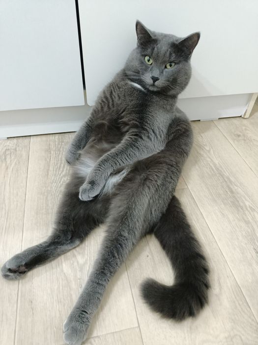 Продам породистого кота