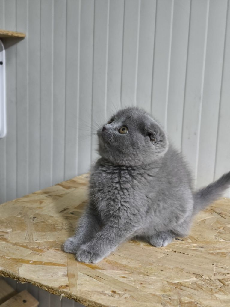 Scottish blue shorthair baiat